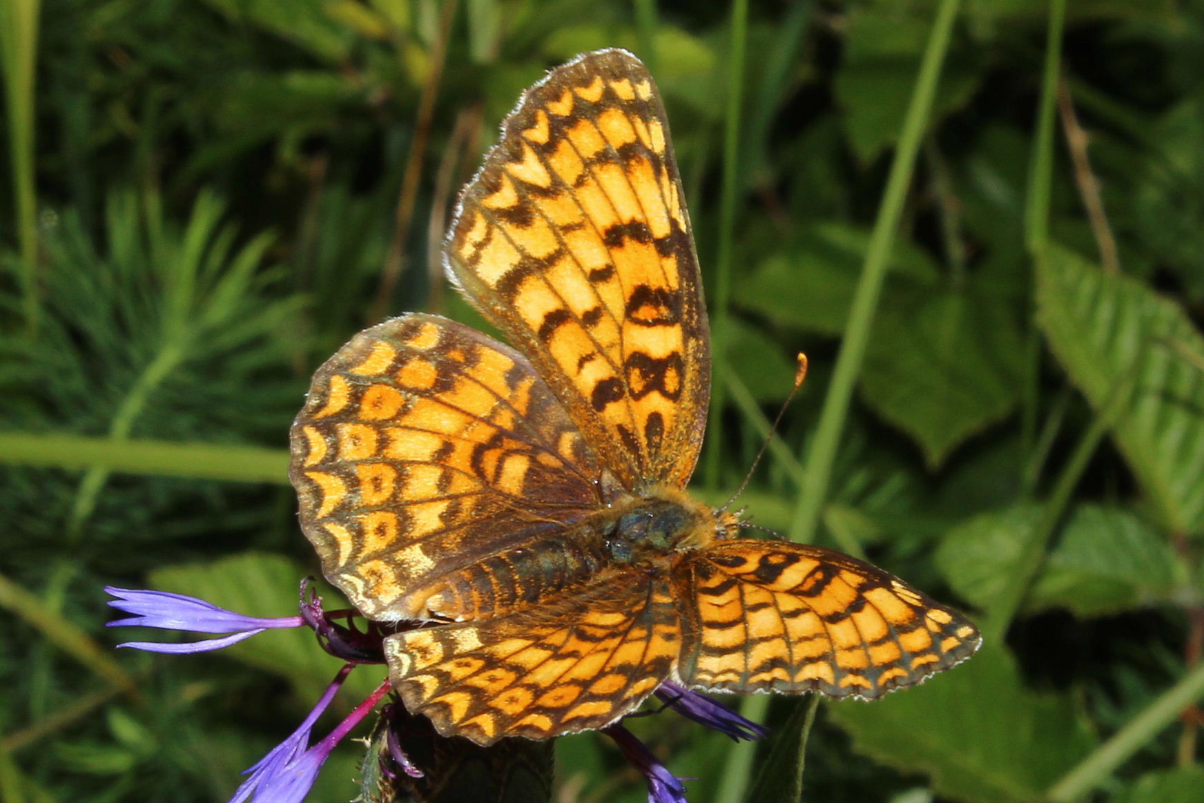 Melitaea ?? da determinare